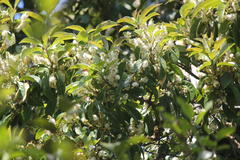 Symplocos cochinchinensis